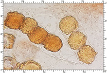 Genea fragrans